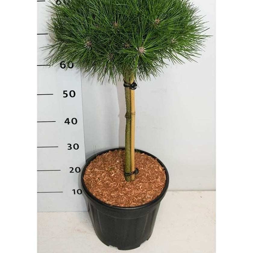 Svarttall – Pinus nigra 'Bambino' - C13 40 cm. Stam
